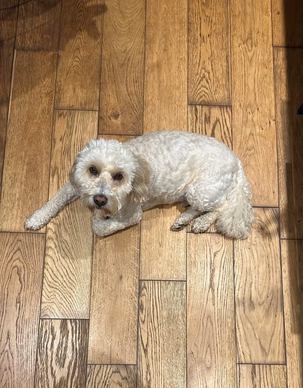 The one photo it was made from: the same dog lying on a wooden floor, taken from above